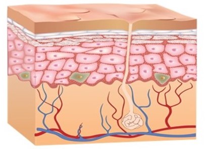 Image result for human skin cell image