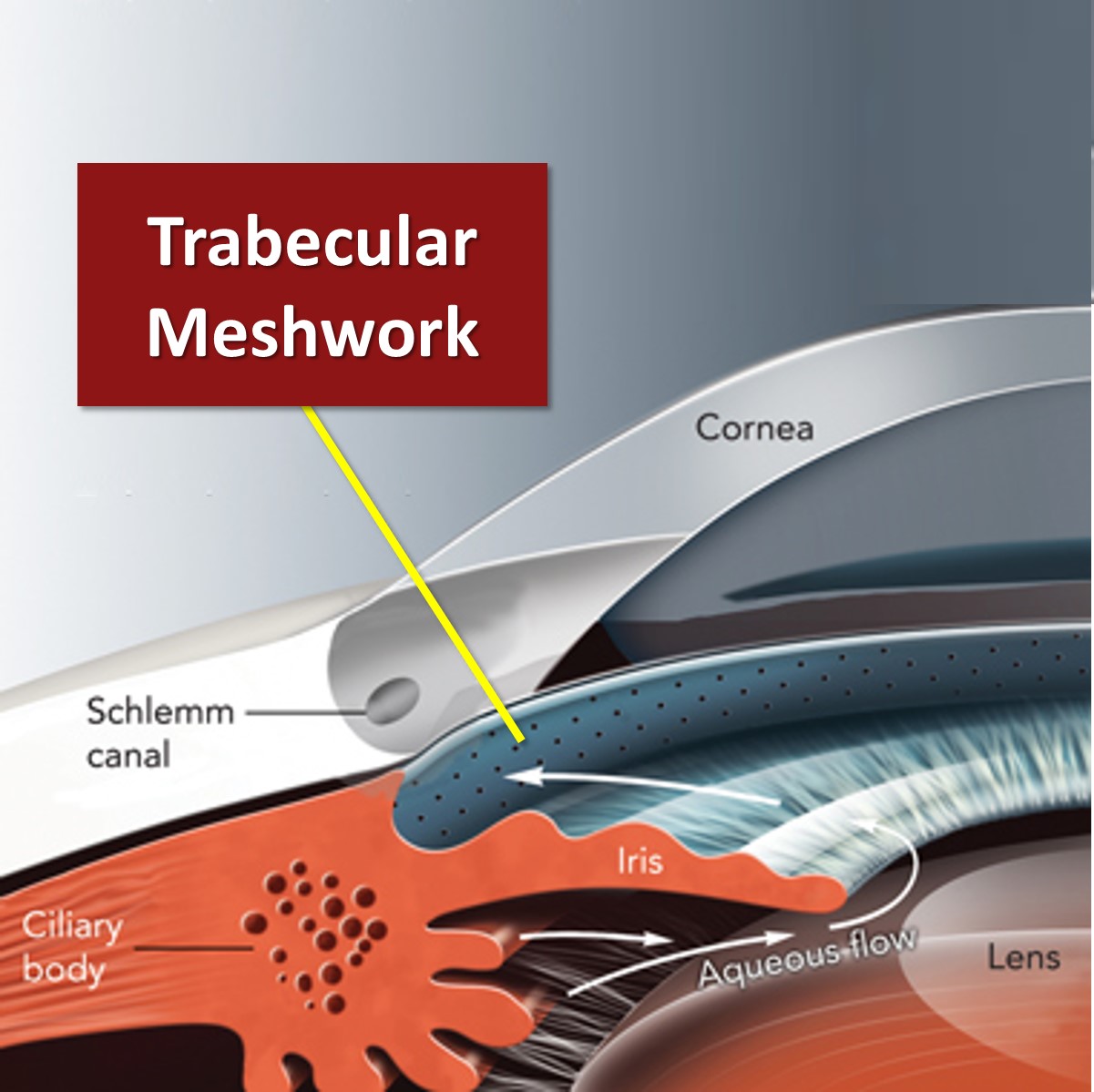 Trabecular%20Meshwork