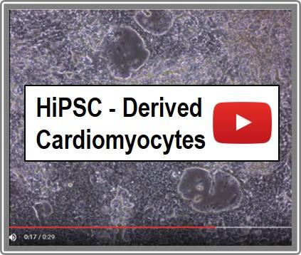 Human Cardiomyocyte Differentiation Media | Cell Applications