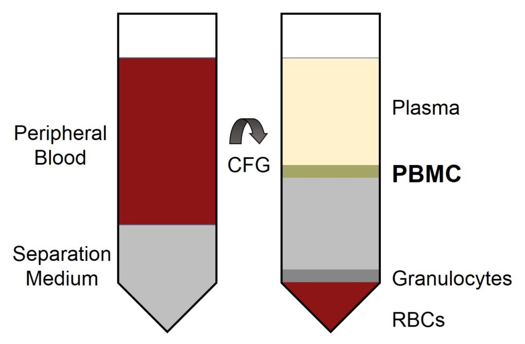 PBMC