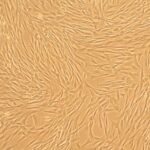 Canine Corneal Keratocytes: CnCK