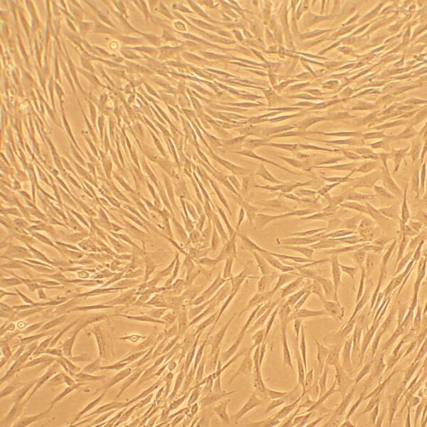 Canine Corneal Keratocytes: CnCK