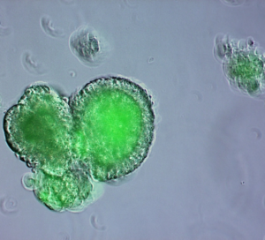 Bile Duct Cholangiocyte System
