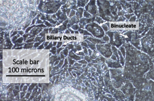 i-HH Biliary ducts and binucleate cells
