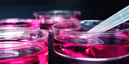 MEDIA & REAGENTS