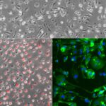 Rat Macrophages: RMcp