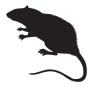 Rat