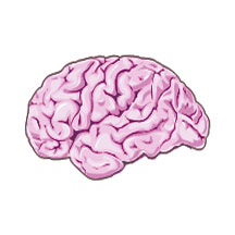 BBE: Bovine Brain Extract