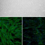 Canine Trabecular Meshwork Cells: CnTMC