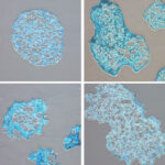Cartilage Building Kit