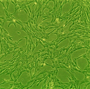 Canine Chondrocytes: CnC