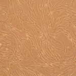 Canine Coronary Artery Smooth Muscle Cells: CnCASMC