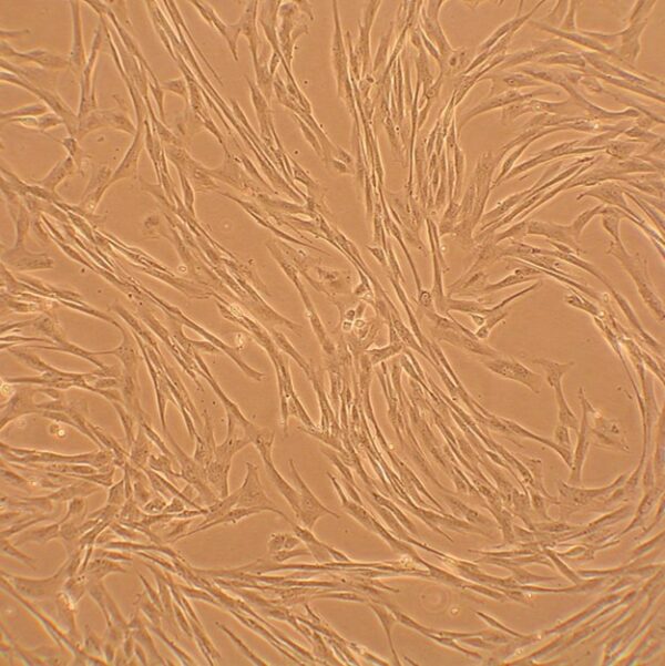Canine Coronary Artery Smooth Muscle Cells: CnCASMC