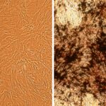 Canine Osteoblasts: CnOb