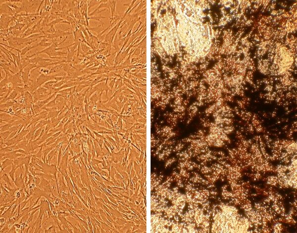 Canine Osteoblasts: CnOb