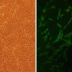 Canine Skeletal Muscle Cells: CnSkMC