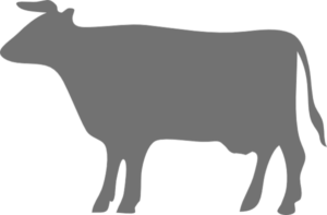 Bovine