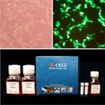 Cytofect™ Hepatocyte Transfection Kit
