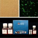 Cytofect™ Skeletal Muscle Cell Transfection Kit
