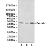 Anti-Decorin: Polyclonal Rabbit Decorin Antibody