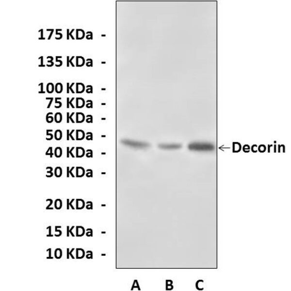 Anti-Decorin: Polyclonal Rabbit Decorin Antibody