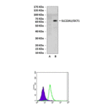Anti-SLC22A1/OCT1: Mouse SLC22A1/OCT1 Antibody