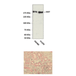 Anti-ESET/SETDB1/KMT1E: Rabbit ESET/SETDB1/KMT1E Antibody