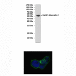 Anti-LCN-1: Mouse Lipocalin-1 Antibody