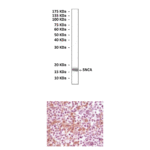 Anti-SNCA: Mouse α-Synuclein Antibody