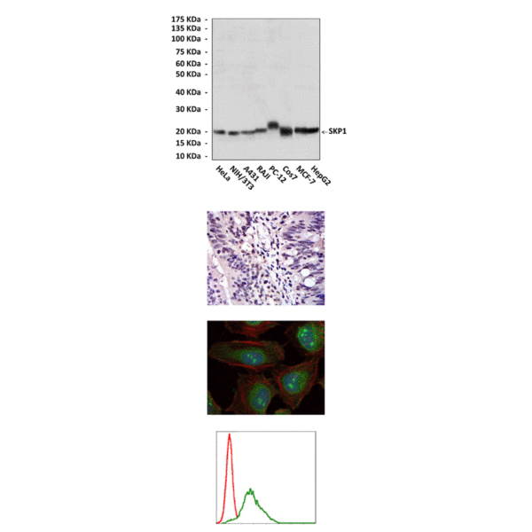 Anti-SKP1: Mouse SKP1 Antibody