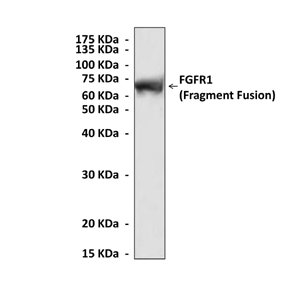 Anti-FGF-R1: Mouse Fibroblast Growth Factor Receptor 1 Antibody