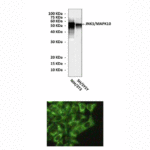 Anti-JNK3: Mouse JNK3/MAPK10 Antibody