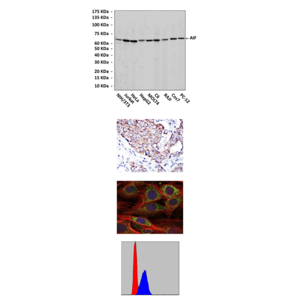 Anti-AIF: Mouse AIF Antibody