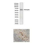 Anti-NFkB: Polyclonal Nuclear Factor-kappa B, p65, Antibody