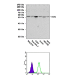 Anti-LKB1: Mouse Liver Kinase B1 Antibody