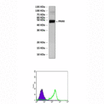 Anti-PAX6: Mouse PAX6 Antibody