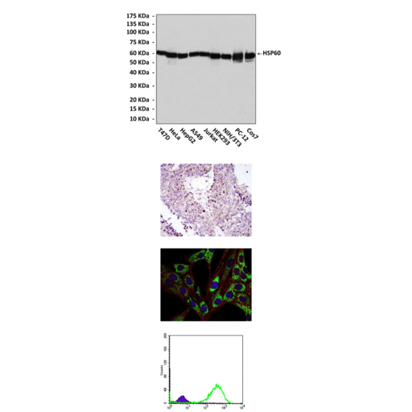 Anti-HSP60: Mouse HSP60 Antibody
