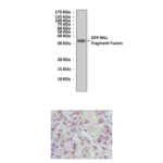 Anti-MLL: Mouse Mixed Lineage Leukemia Antibody