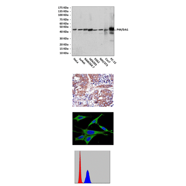 Anti-p44/Erk1: Mouse p44/Erk1 Antibody