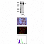 Anti-SMC1: Monoclonal Structural Maintenance of Chromosomes 1 Antibody