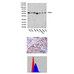 Anti-IRAK4: Mouse IRAK4 Antibody