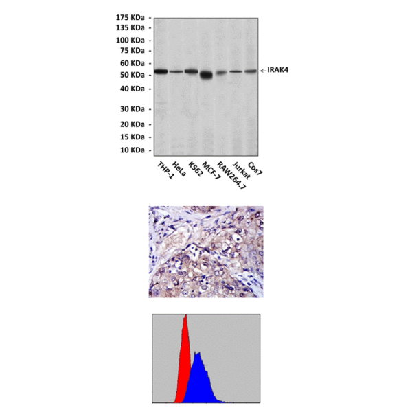 Anti-IRAK4: Mouse IRAK4 Antibody