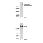 Anti-Phospho-c-Abl: Polyclonal c-Abl, Phospho-Tyr245 Antibody