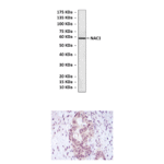 Anti-NAC1: Mouse NAC1 Antibody
