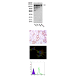 Anti-HK I: Mouse Hexokinase I Antibody