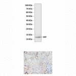 Anti-MIF: Rabbit Macrophage Migration Inhibitory Factor Antibody