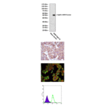 Anti-RBP4: Mouse RBP4 Antibody