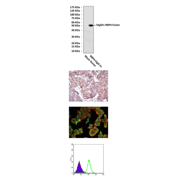 Anti-RBP4: Mouse RBP4 Antibody