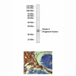 Anti-Fibulin-5: Mouse Fibulin-5 Antibody