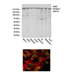 Anti-ESET/SETDB1/KMT1E: Mouse ESET/SETDB1/KMT1E Antibody